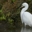Aigrette garzette
